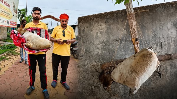 इंसानियत शर्मसार : भिलाई की गौशाला में मृत बछड़े के शव के इस्तेमाल का आरोप, जांच की मांग