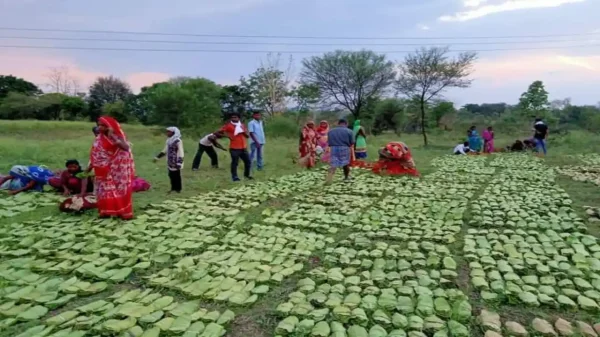 तेंदूपत्ता : 7.14 लाख संग्राहकों को मिलेगा 162 करोड़ का बोनस