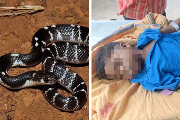 जहरीले सांप ने ली दो बच्चों की जान