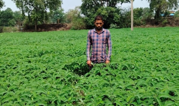 किसान ने दिखाई नई राह : ढैंचा की खेती से मिट्टी होगी उपजाऊ, बसना के किसान ने पेश की मिसाल