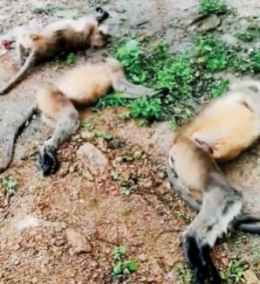 ट्रेन हादसा : रेलवे लाइन पार करते वक्त तीन लंगूरों की मौके पर मौत, चौथे ने इलाज के दौरान दम तोड़ा