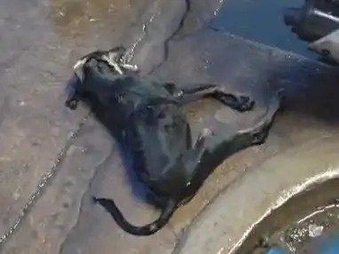 पशु क्रूरता का आरोप : भिलाई में पिल्ले की मौत के बाद पुलिस ने दर्ज किया केस