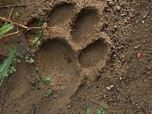 बाघ की आहट : बस्तर के दरभा में वन्यजीव की हलचल, बाघ होने की आशंका पर अलर्ट जारी