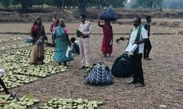 बोनस वितरण : तेन्दूपत्ता संग्राहकों को बड़ी राहत, 46 हजार से अधिक हितग्राहियों के खाते में पहुंचे 17.43 करोड़ रुपये