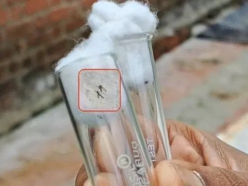चांदीपुरा वायरस का कहर : गुजरात में 12 बच्चों की मौत, सरकार अलर्ट