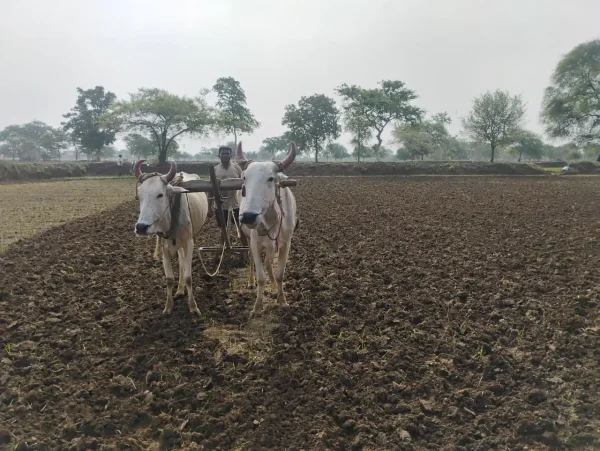 बारिश से पहली धान बोवाई प्रभावित, दूसरी जुताई कर फिर खेतों में उतरे किसान