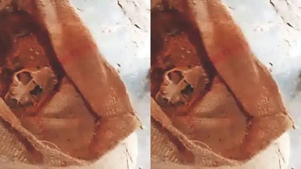 बड़ा खुलासा : अनाज या कंकाल? राशन बोरी से निकले जानवरों के अवशेष