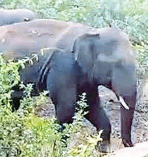 दस्तक : महासमुंद के जंगल में तीन दंतैल हाथियों का डेरा, 10 गांवों में हाई अलर्ट