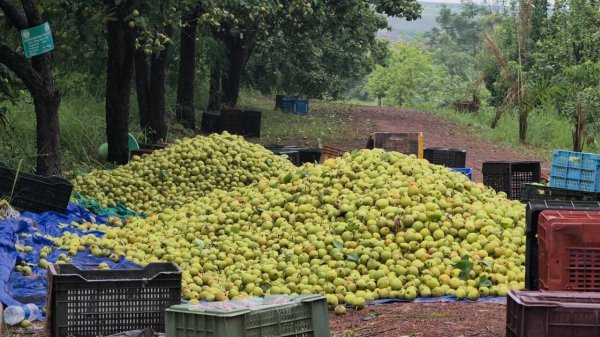 बागान से बदली किस्मत : मैनपाट की धरती पर नाशपाती की खेती बना लाखों की कमाई का जरिया