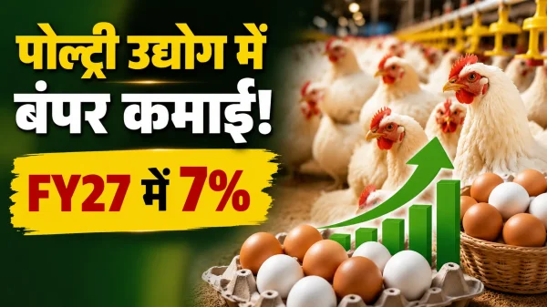 अपना स्टार्टअप : मुर्गी पालन से होगी तगड़ी कमाई, अब पोल्ट्री में पैसा ही पैसा