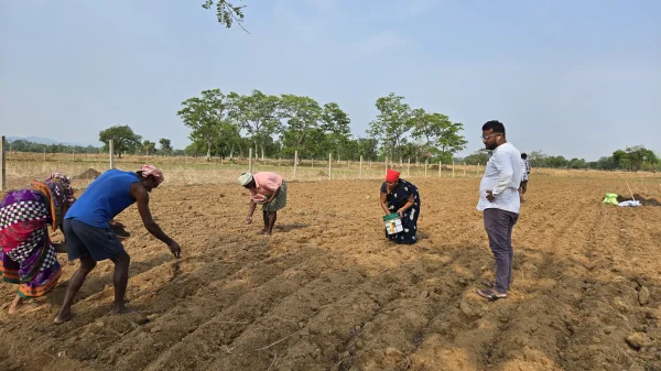 महासमुंद में बदली खेती की तस्वीर : धान छोड़ मूंगफली की खेती की ओर बढ़े किसान, बढ़ी कमाई की उम्मीद
