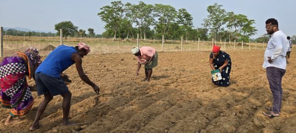 लाभकारी खेती की ओर बढ़े कदम : धान की जगह मूंगफली पर बढ़ा भरोसा, किसानों को होगा ज्यादा लाभ