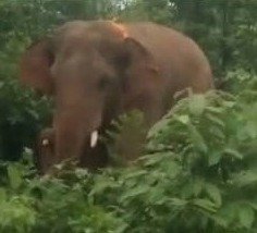 हाथी का आतंक : जान बचाकर भागा युवक, हाथी ने बाइक को किया क्षतिग्रस्त