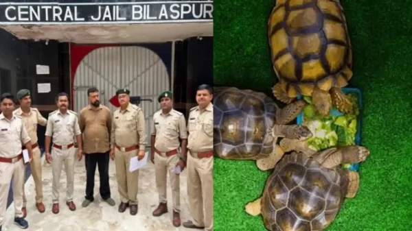 कार्रवाई : बिलासपुर पेट शॉप में बिक रहे थे प्रतिबंधित कछुए, वन विभाग ने 4 कछुए किए बरामद