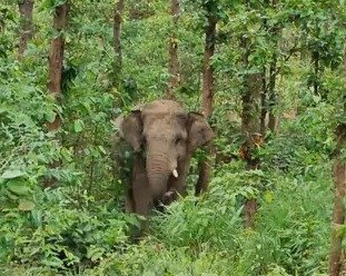 जंगल से गांव तक पहुंचे हाथी : खेतों में घुसे हाथियों के दल ने मचाया उत्पात, 6 किसानों की फसल चौपट