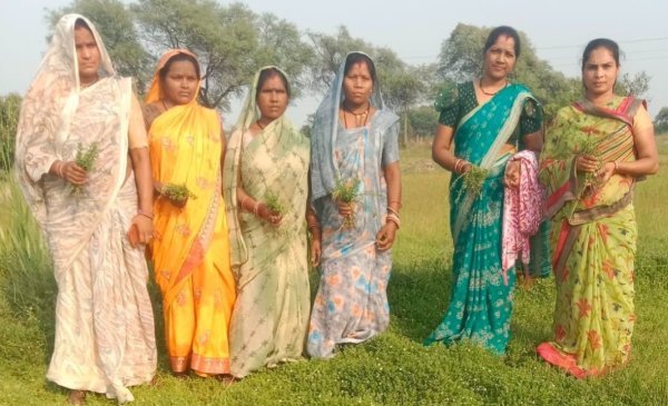 बंजर जमीन बनी कमाई का जरिया : धमतरी में औषधीय खेती से बदली महिलाओं की किस्मत
