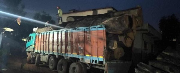 बड़ी कार्रवाई : 20 घन मीटर साल की लकड़ी जब्त, कुख्यात तस्कर सुनील गुप्ता गिरफ्तार