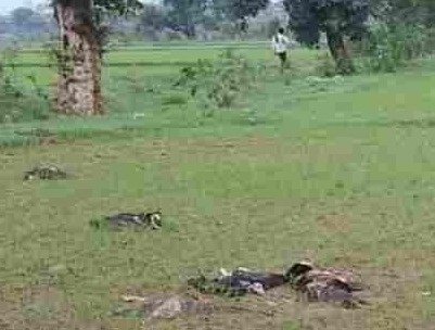 मध्य प्रदेश में गिद्धों की सामूहिक मौत, खेत में मिले 8 शवों से वन विभाग में हड़कंप