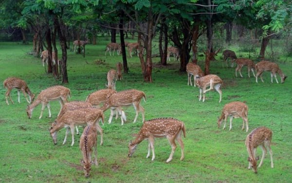 नवा रायपुर का नंदनवन : जंगल सफारी बना पर्यटकों की पहली पसंद, हर साल बढ़ रही सैलानियों की संख्या
