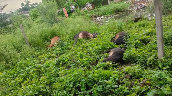 लापरवाही बनी मौत का कारण, कांटेदार तार में करंट से चार गौवंशीयों की गई जान