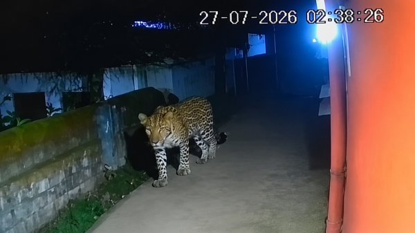AI का कमाल : तेंदुए’ का वायरल वीडियो से दहशत ग्रामीण, जांच में निकला फर्जी वीडियो