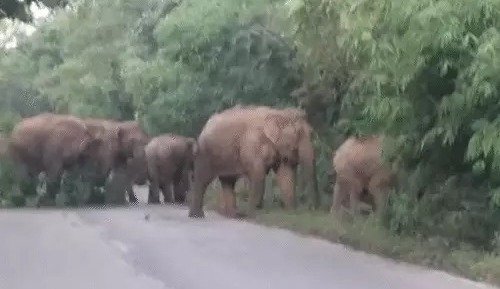 हाथियों ने रोकी रफ्तार : रातभर सड़क पर डटा रहा झुंड, कई घंटे बंद रही आवाजाही