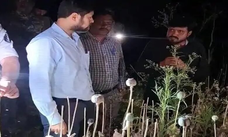 अवैध अफीम खेती का खुलासा