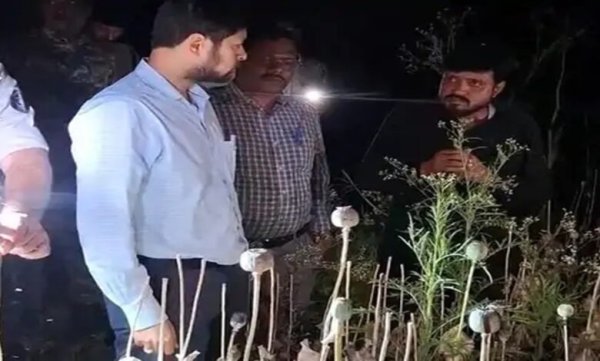 मक्के की आड़ में अफीम की खेती, दुर्ग पुलिस ने 8 आरोपियों के खिलाफ पेश किया चालान