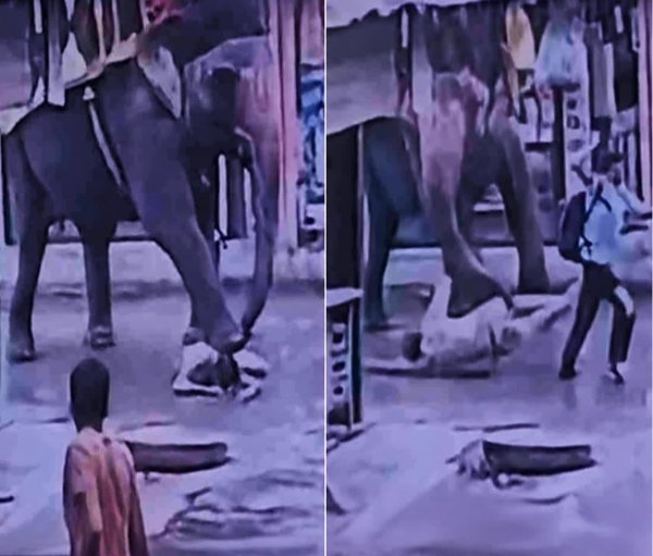 बिना अनुमति शहर में लाया गया हाथी, वन विभाग के संचालक और मालिक पर बड़ा एक्शन