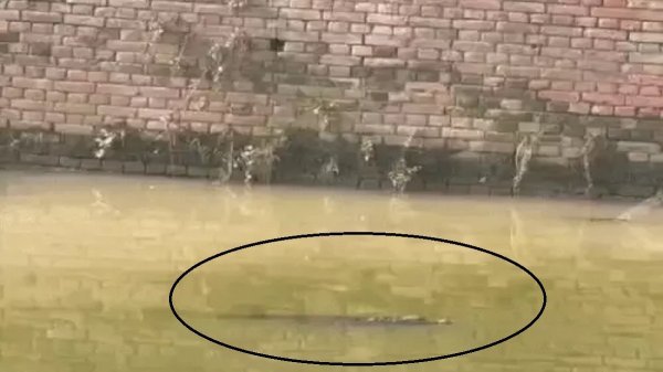 अलर्ट : गांव  के नाले में दिखा 6 फुट का मगरमच्छ, ग्रामीणों में दहशत