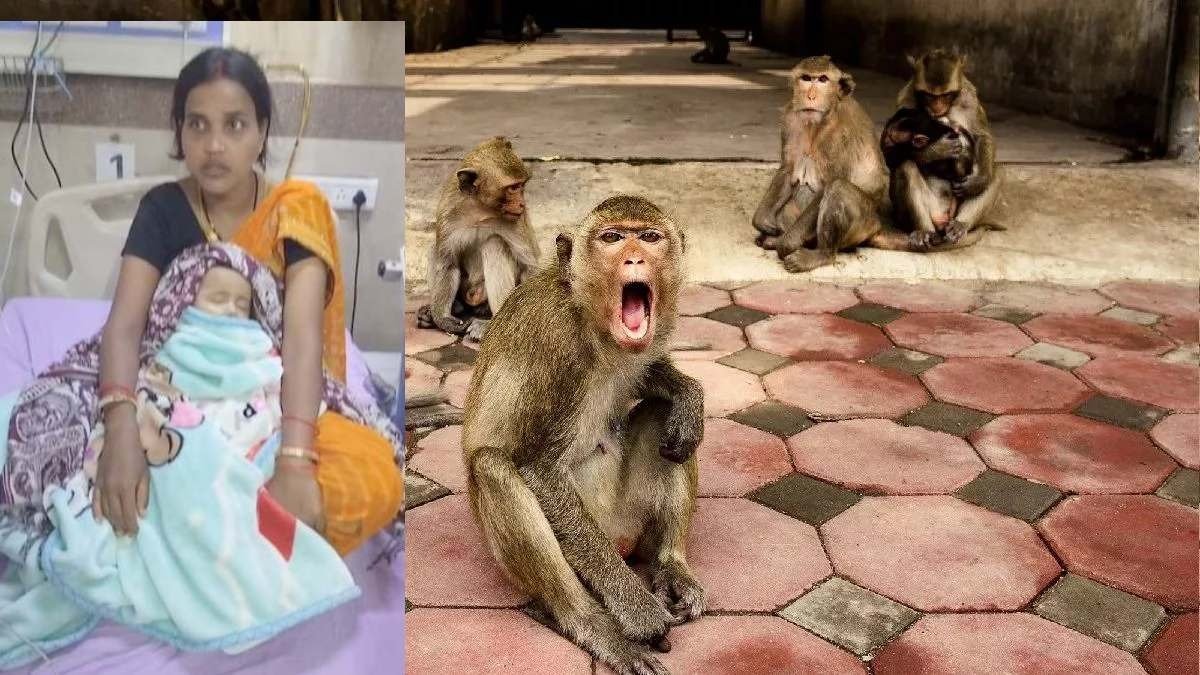 खौफ : बंदर ने 5 माह के मासूम को उठाकर पानी के ड्रम में फेंका, हालत गंभीर