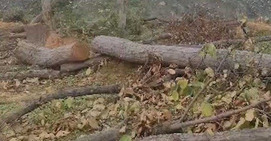 नागरमुड़ा में 40 हजार से भी अधिक पेड़ों की कटाई