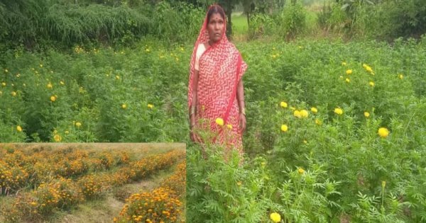 उद्यानिकी खेती से बढ़ी आय, गेंदा उत्पादन में कुमारी चंद्राकर ने रचा उदाहरण