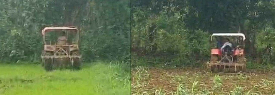 खेत में मक्के की फसल नष्ट करते ट्रैक्टर