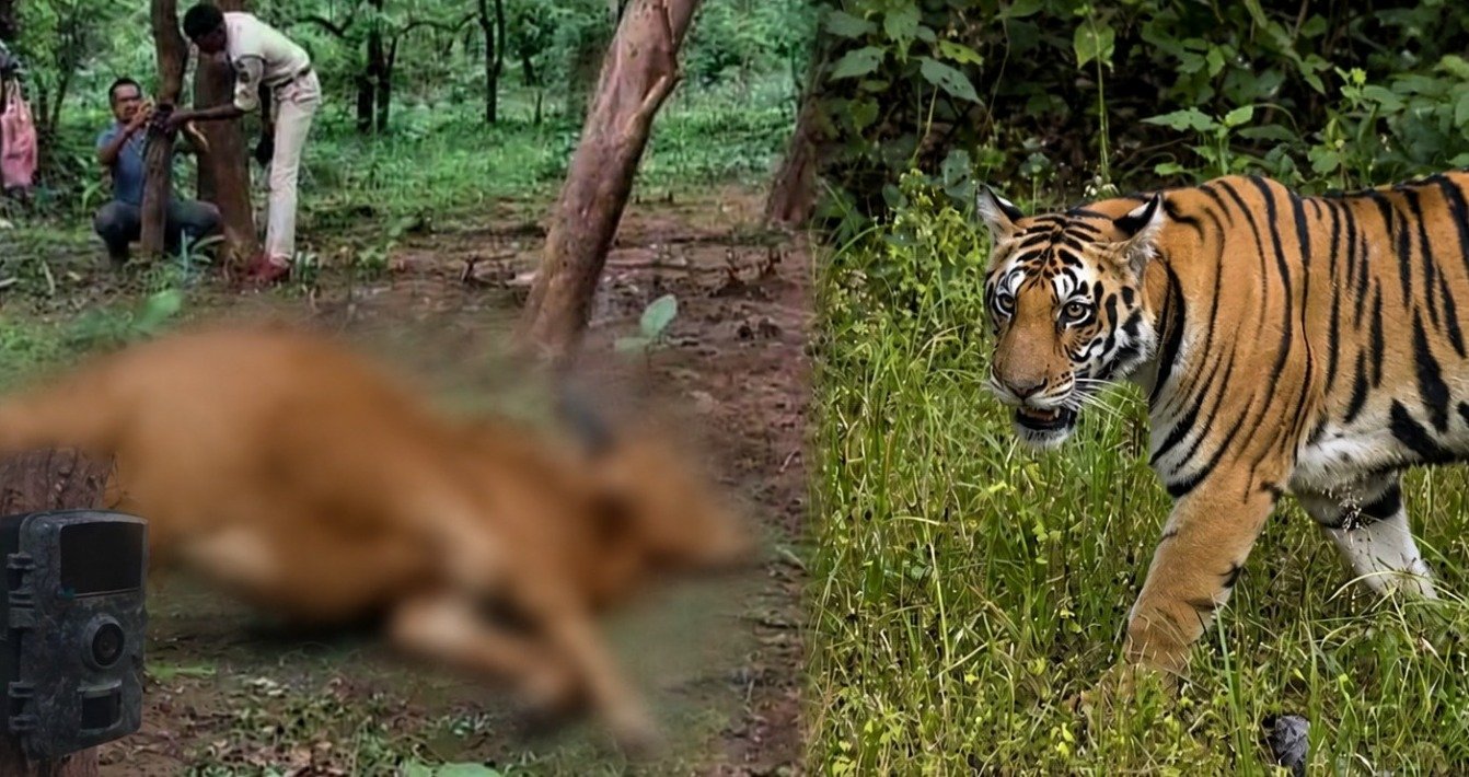 निडेली गांव में बाघ का हमला