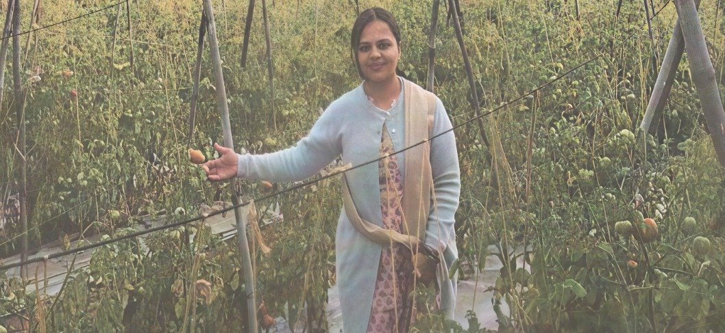 भारती बंसल की ग्राफ्टेड टमाटर खेती