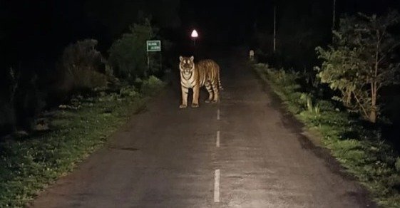 औंधी में मिला युवा नर बाघ