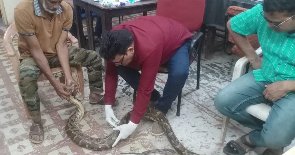 घायल अवस्था में मिले अजगर, विशेषज्ञों की निगरानी में उपचार जारी