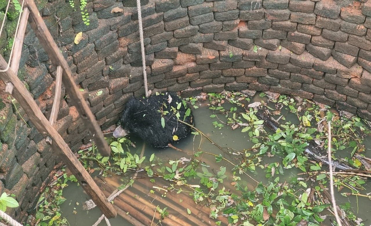 सुरक्षित निकाला गया भालू शावक