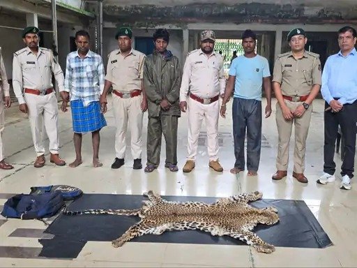 धौड़ाई जंगल में वन्यजीव तस्करी का खुलासा, 184 सेंटीमीटर लंबी तेंदुए की खाल बरामद