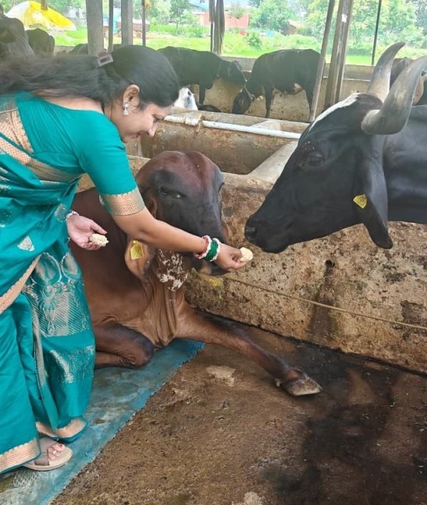 लखौली से आरंग तक हरेली की धूम, किसानों ने की औजारों और पशुधन की पूजा