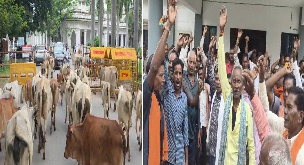 आवारा मवेशियों से परेशान ग्रामीण