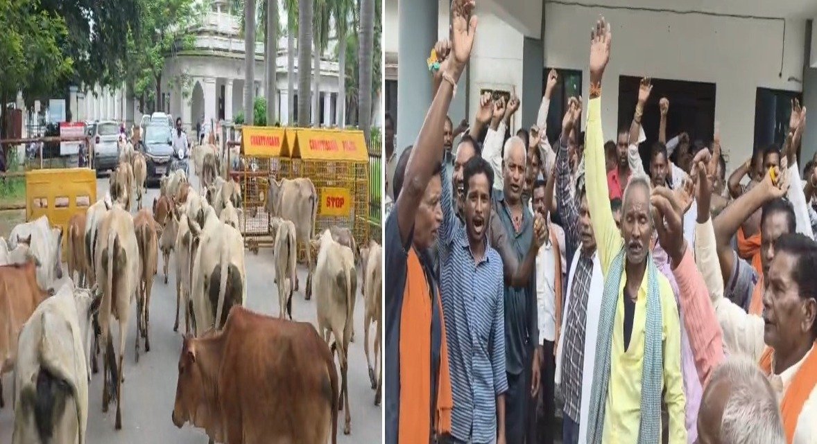 आवारा मवेशियों से परेशान ग्रामीण