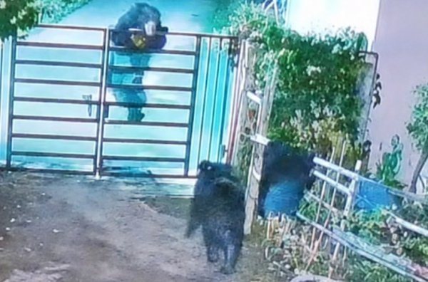 भालुओं की बढ़ती चहलकदमी से दहशत, घर से निकलते CCTV में हुए कैद