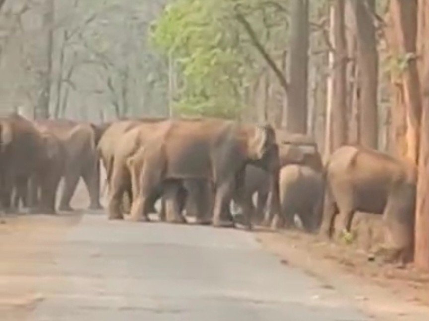 रायगढ़ में हाथियों का दल