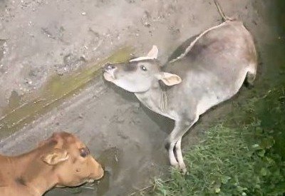 कार की टक्कर से तीन मवेशियों की मौत