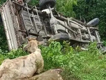 मवेशियों से भरी पिकअप पलटी, 9 पशु घायल