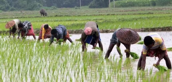 Kharif Season: छत्तीसगढ़ में 97% बोनी पूरी, किसानों को 12.07 लाख मीट्रिक टन खाद वितरित