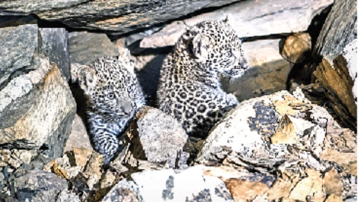 Two leopard cubs found with their mother in Bastar