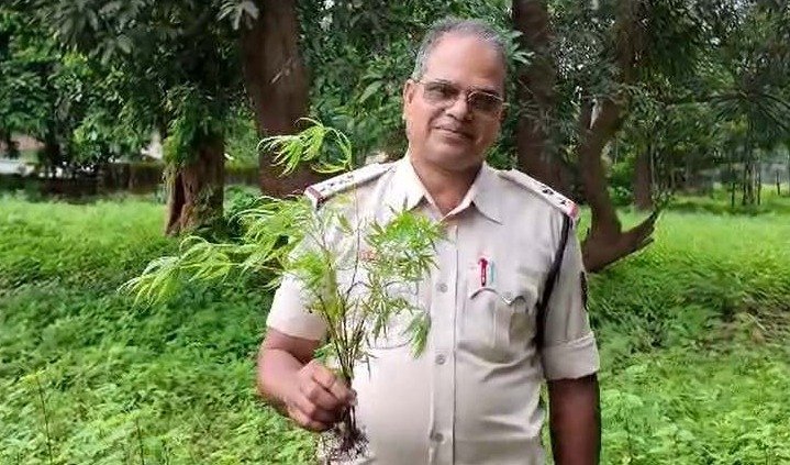 Cannabis plants seized from a field in Kanker